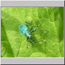 Phyllobius pomaceus - Ruesselkaefer 02.jpg